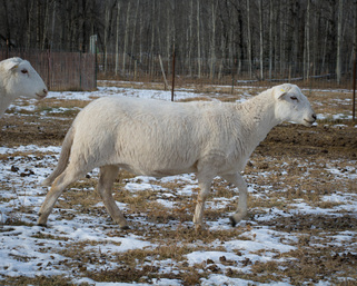 Registered Katahdin ewe at Landing Trail Katahdin Sheep in Alberta Canada