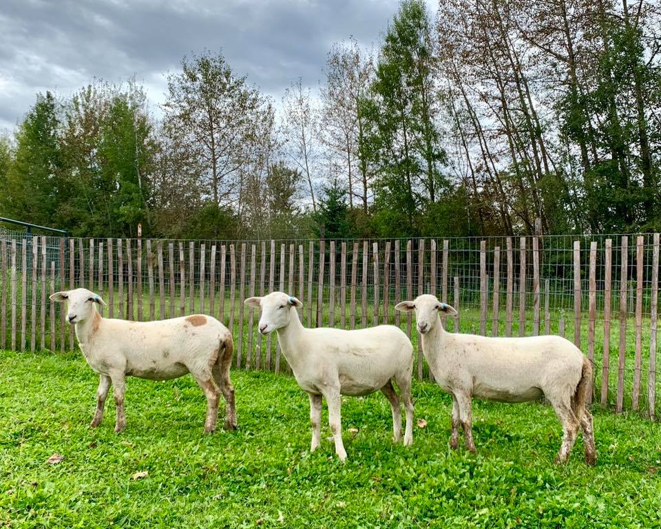 two of our Katahdin ewe lambs