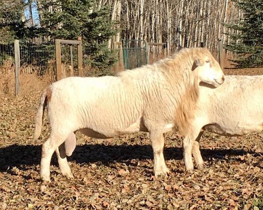Jerome, one of our registered Katahdin rams